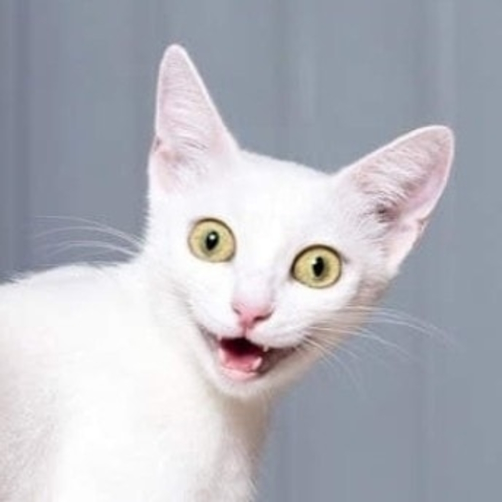 Meet your Posher, Lynnette